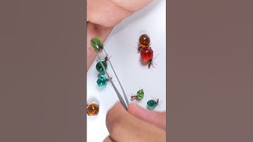 Thumbnail of Colorful CANDY ANTS | Honeypot Ants