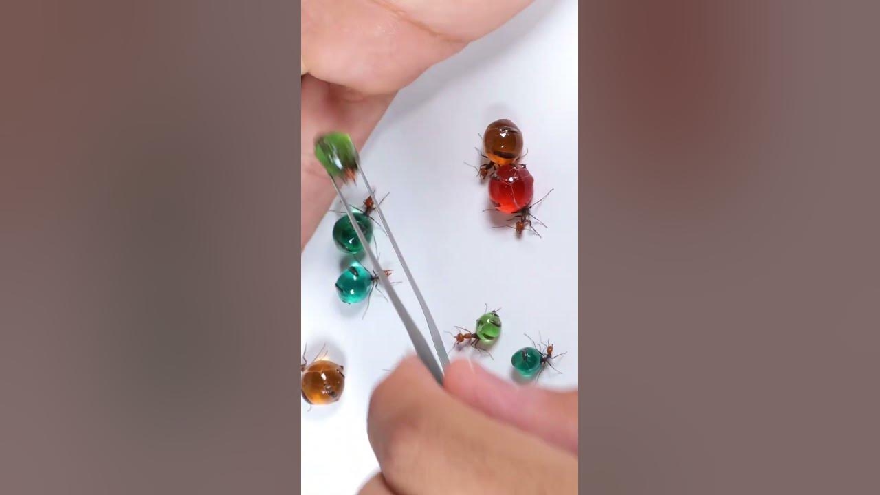 Colorful CANDY ANTS | Honeypot Ants