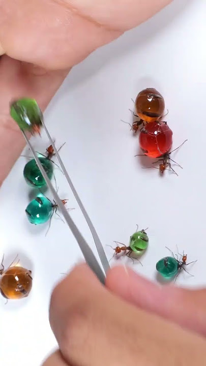 Colorful CANDY ANTS | Honeypot Ants