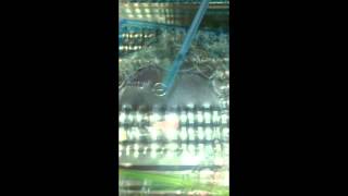 Science Bubble Cell lab