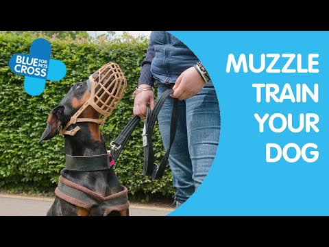 Muzzle Training Your Dog | Blue Cross