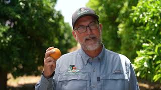 Pixi Mandarin Trees for Sale  – TreeSource Citrus Nursery
