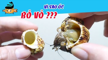 Tại sao ốc mượn hồn chui ra khỏi vỏ? OMH #42