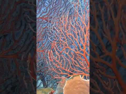 #shorts Gorgonian Deep