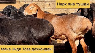 картинка: Нархи яна тушди! Шошилинг! 904447714☎️ 913204447☎️