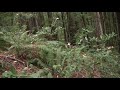 The best bigfoot ever in 4k  1 of the top 5 watch bigfoot knock down a giant tree