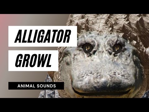 crocodile or alligator growl crocodile or alligator growl