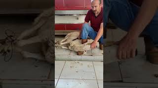 Konya Adak Kurban Adakçı - 538 234 30 98