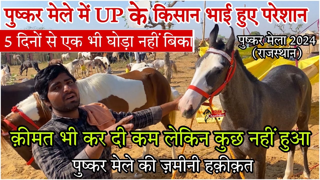 पुष्कर मेले में UP के किसान भाई हुए परेशान 5 दिनों से एक भी घोड़ा नहीं बिका 