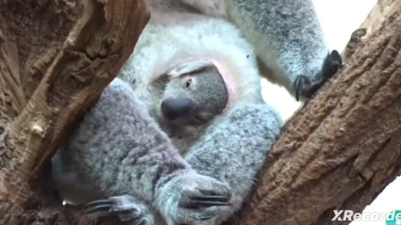 Koalas: The Cute Tree-Dwelling Marsupials",marsupials, poisonous  leaves eaters,