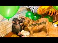 BABY CHIMP AFTERPARTY!!