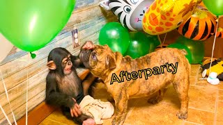BABY CHIMP AFTERPARTY!!