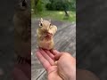 cute chipmunk N long peanut 🥜#shots #shorts #short #viral