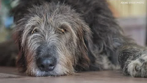 New drug could help big dogs live longer