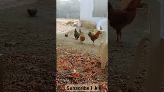 CHICKEN FARMING IS PROFITABLE Business RED chicken ??