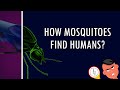 Understanding Mosquito Behavior and Control