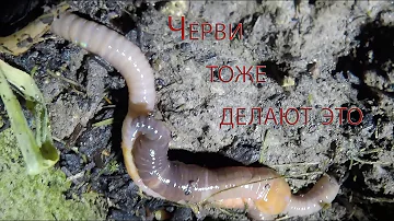 Черви тоже делают это. Ночная жизнь.))