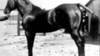 The Foundation Quarter Horses