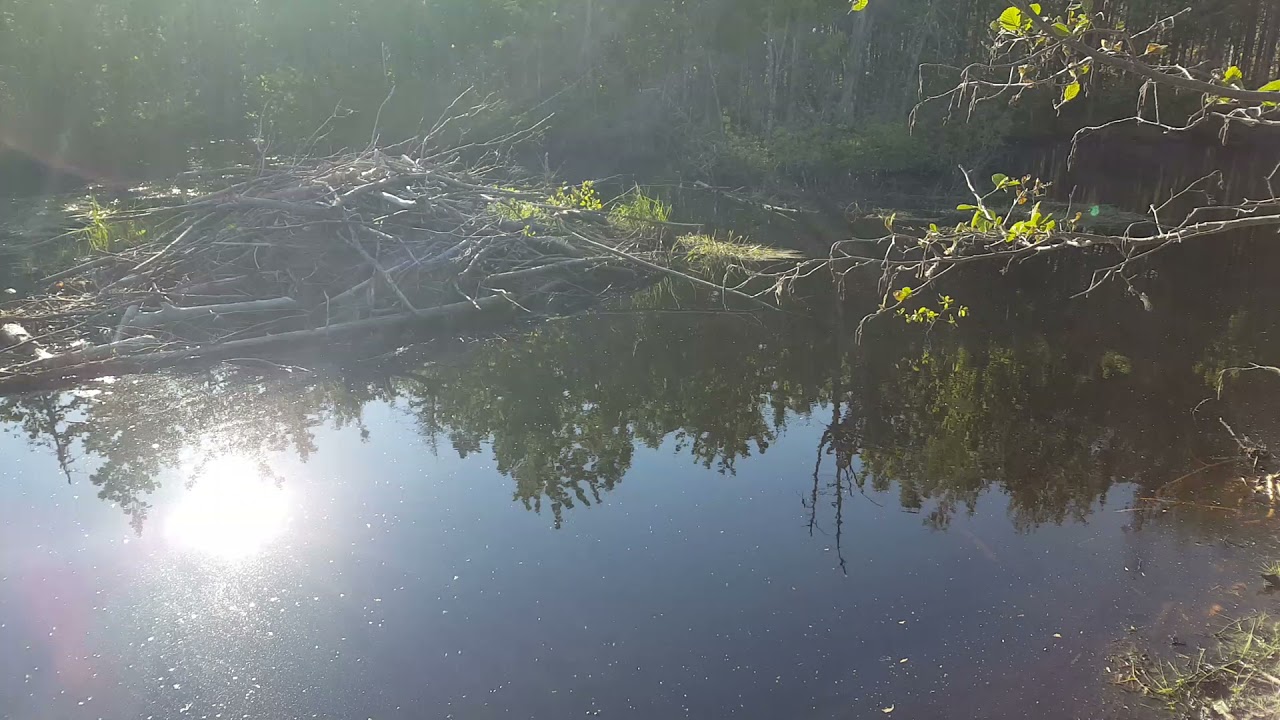 Making trails and a beaver lodge!