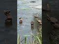 Video of Bois D'Arce Lake Peninsula, AR from Joy J.