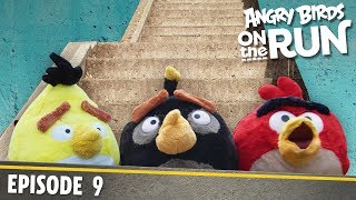 Angry Birds on The Run | The Stairs Challenge - S1 Ep9 Angry Birds on The Run | The Stairs Challenge - S1 Ep9