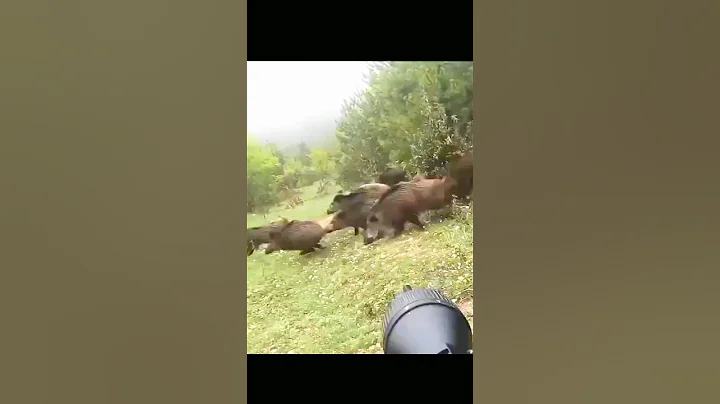 охота на кабана 🐗 #cinghiale #chasse #wildboar #охота #дикий кабан#hunting