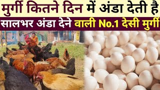 अंडे का व्यवसाय कैसे शुरू करें | Desi Eggs farming Business | कौन सी मुर्गी सबसे ज्यादा अंडा देती है