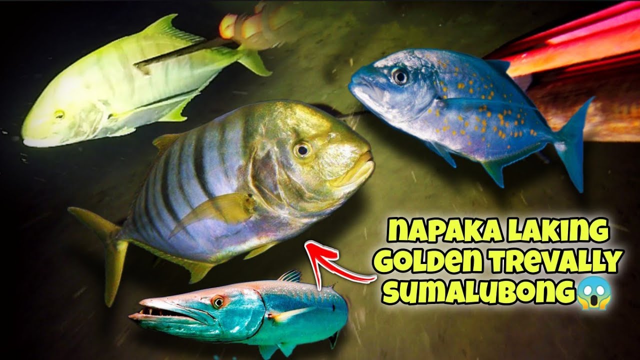 NAPAKA LAKING GOLDEN TREVALLY SUMALUBONG😱 #fishing #fish #seafood #kapanatv #viral #viralvideo