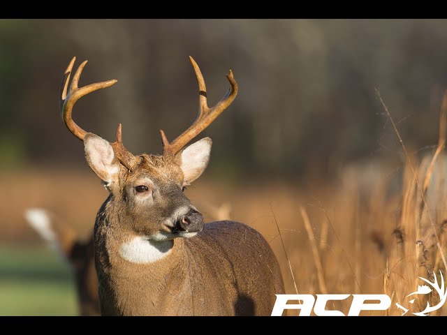 Appeau de chevreuil avec bande élastique – Techniques Chasse et Pêche