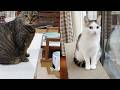 はなみりのモーニングルーティーン。-Hana&Miri's morning routine.-