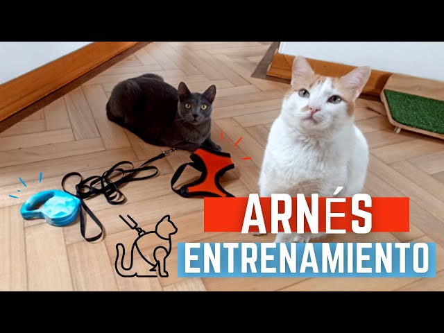 Cómo poner arnés a un gato?, pretal gatos, collar