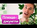 Плющ Хедера теневыносливое растение Секреты ухода 