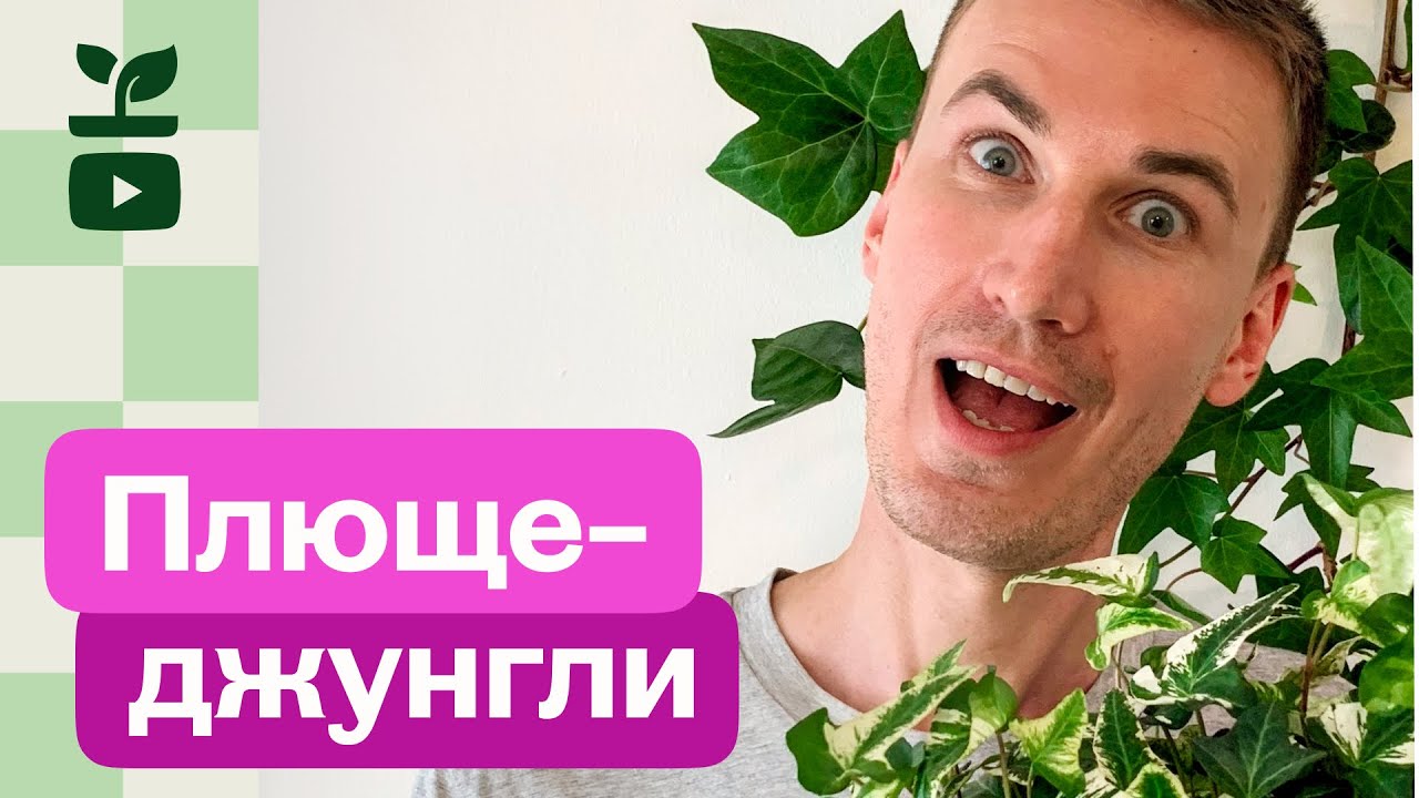 Плющ / Хедера теневыносливое растение. Секреты ухода