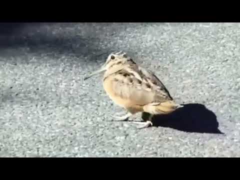 Woodcock Feelin' the Funk