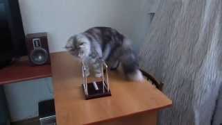 Warning! Maine Coon and pendulum. Предупреждение! Мейн Кун и маятник.