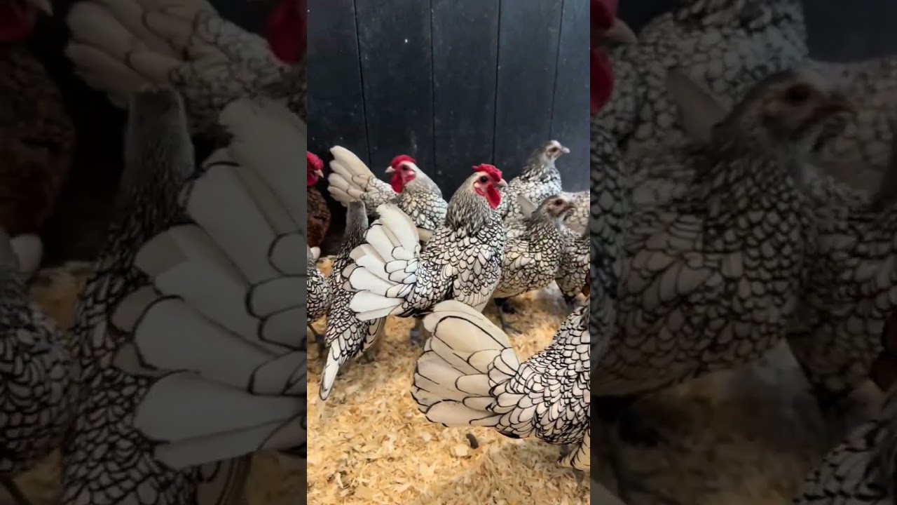 "Silver Sebright Chicken – The Most Beautiful Bantam Breed! 🐔✨ | MD Hasib Abdullah"