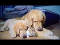 初対面の時から、うさぎから離れないゴールデンレトリバー