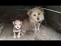 Please save my puppies the chained mama dog begged in tears and despair