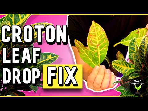 Video: Leaf Drop On Croton: Mga Dahilan ng Croton Planting Drops Leaves