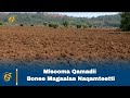 Misooma Qamadii Bonee Magaalaa Naqamteetti