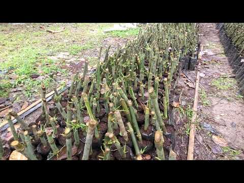 Coco Peat, Vermicast, Anaa Boost Sprouting of Bamboo Propagules