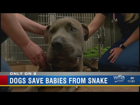 Brandon family's pit bulls save young children from venomous copperhead snake