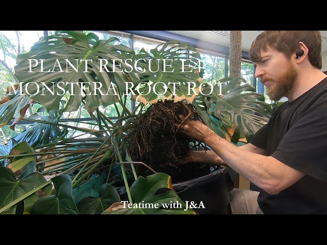 Monstera Root Rot | Plant Rescue E4 - YouTube