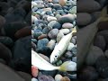 Рыбалка на Черном Мор - Ставрида #рыбалка #море #ставрида #грузия
