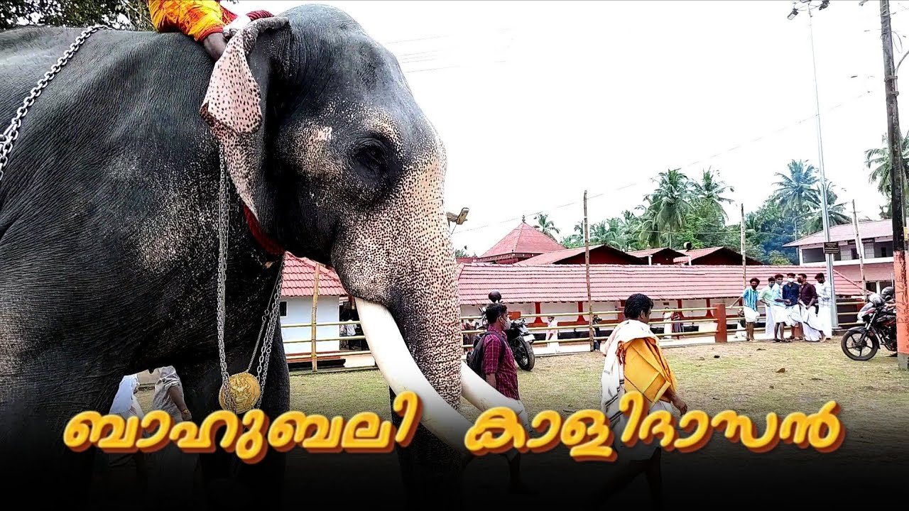 Chirakkal Kalidasan🐘