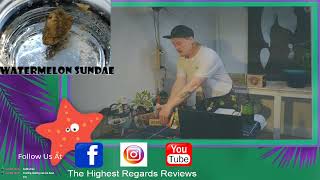 Colorado Highest Regards Live Cannabis Review. Watermelon Sundae Wax Made by Double Black