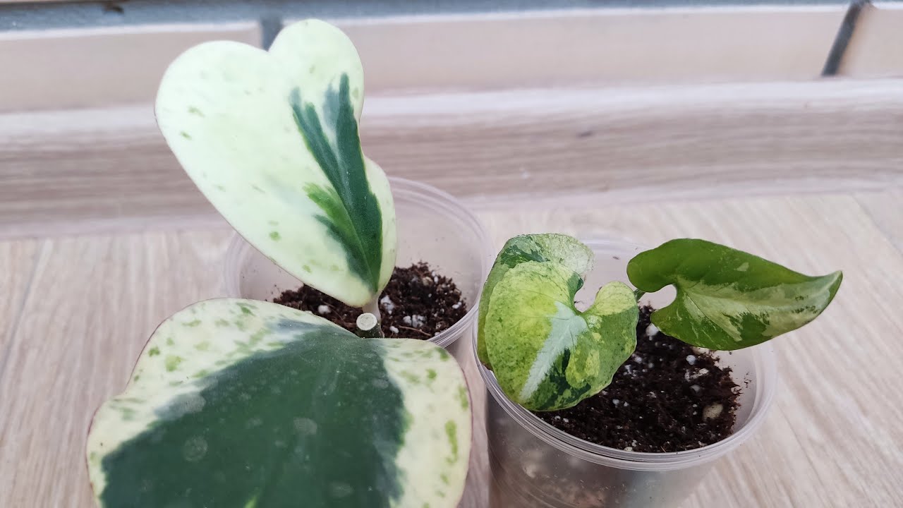 Виды хойи с фото и названиями как заставить цвести