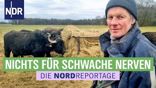 Bisons und Wasserbüffel  ein Fall für die RinderRancher | Die Nordreportage | NDR