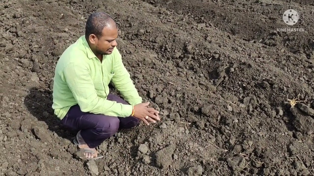 हळद लागवड पुर्व व्यवस्थापन भाग...2