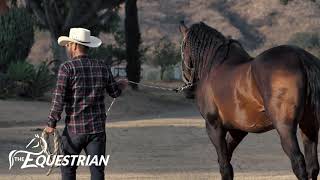 Taking your horse for a long walk?